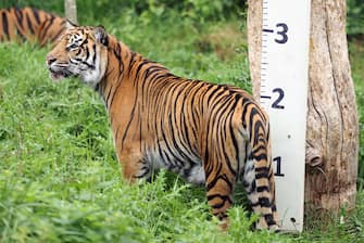 epa10817488 A Sumatran Tiger stands next to a measuring stick at London Zoo in London, Britain, 24 August 2023. Animals at the London Zoo are measured and weighed annually to check on their health and wellbeing.  EPA/NEIL HALL