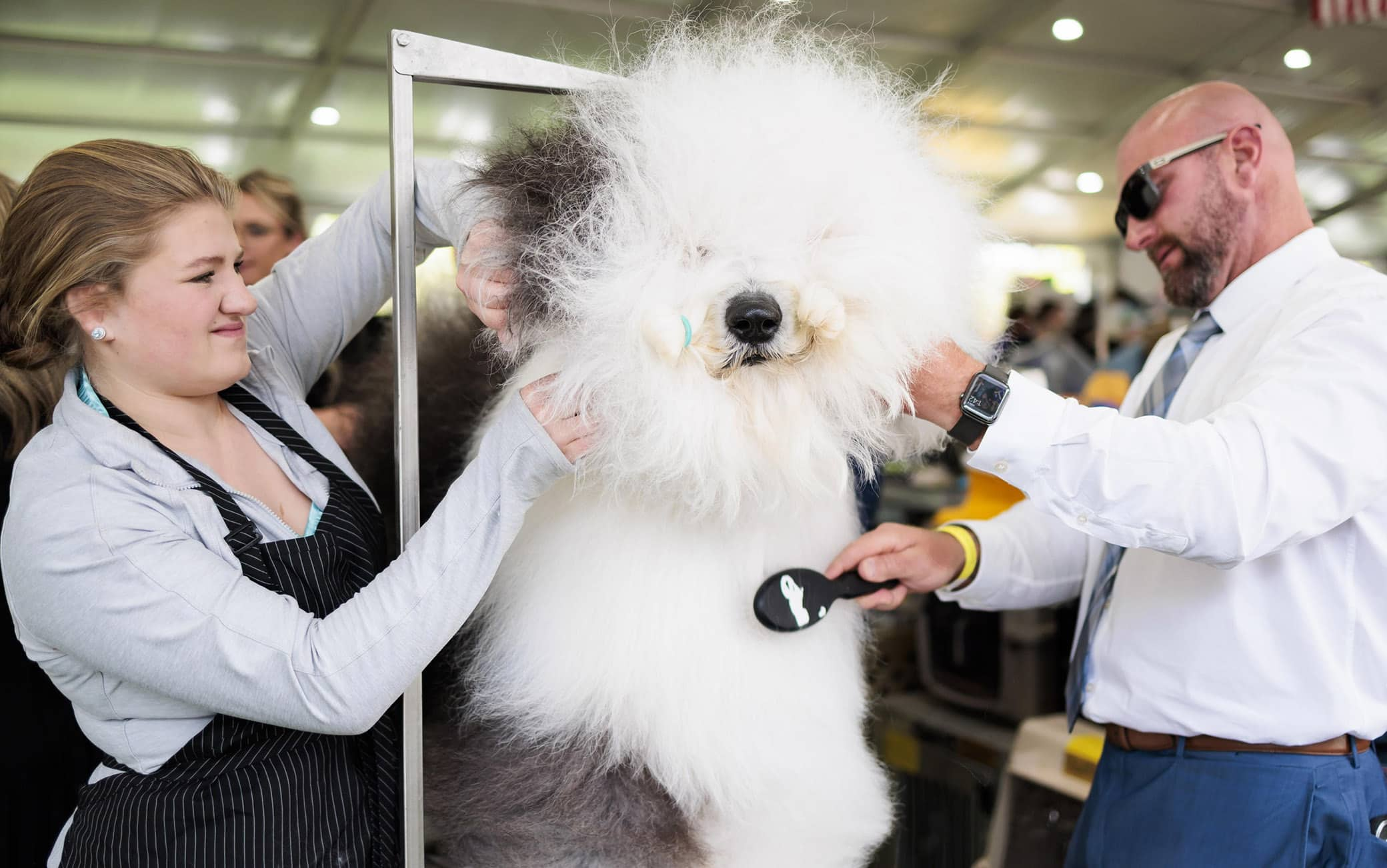 Senza peli o con dreadlocks, ecco le razze di cane più strane del mondo.  FOTO