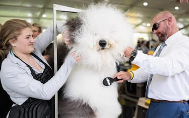 epa10615929 An Old English Sheepdog named Sven is groomed by Taylor Johnson (L) and her dad Colton Johnson (R) of Colorado during the 147th annual Westminster Kennel Club Dog Show being held at the USTA Billie Jean King National Tennis Center in Flushing Meadows in the Queens borough of New York, New  York, USA, 08 May 2023.  EPA/JUSTIN LANE