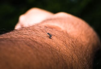 Climate change, deforestation, and urbanization are some of the major risk factors behind the increasing number of outbreaks of viruses such as dengue, Zika, and chikungunya around the world, warns a study by the World Health Organization. The study says the incidence of infections caused by these mosquito-borne illnesses, which thrive in tropical and subtropical climates, has grown dramatically in recent decades. The report says cases of dengue have increased from just over half a million globally in 2000 to 5.2 million in 2019. A female Aedes albopictus (Stegomyia albopicta) , also known as the (Asian) tiger mosquito or forest mosquito is in the process of acquiring a blood meal from a human host at Tehatta, West Bengal; India on 13/04/2023.  (Photo by Soumyabrata Roy/NurPhoto via Getty Images)