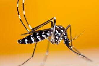 This mosquito has become a significant pest in many countries. It lives and thrives with humans, and can be a carrier of many viruses (virii) including the Yellow fever virus, dengue fever and Chikungunya fever. Hence proper pest control is required. It feeds all day as opposed to other human infesting mosquitoes which usually feed from dusk till dawn.