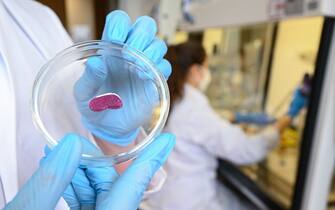 PRODUCTION - 07 April 2022, Baden-Wuerttemberg, Reutlingen: Petra Kluger, project manager at Reutlingen University of Applied Chemistry, shows a piece of artificial meat produced with a 3-D printer. She is researching the cultivation of artificial meat. (to dpa: "Meat without cows and pigs - research at Reutlingen University") Photo: Bernd Weißbrod/dpa (Photo by Bernd Weißbrod/picture alliance via Getty Images)