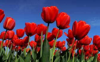 A field of red tulips shot in the spring against a clear blue sky, the Netherlands, 2007.