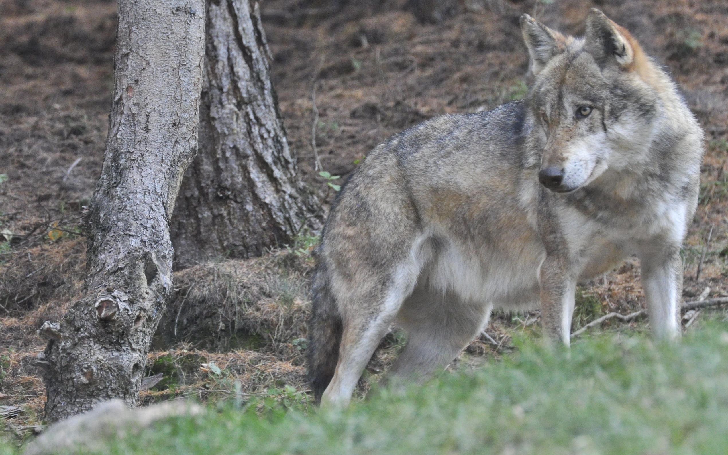 Lupo al Parc animalier di Introd (Aosta), 27 novembre 2022.
Credit: Thierry Pronesti