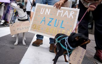 SANTA CRUZ DE TENERIFE, TENERIFE, SPAIN - APRIL 20: Two dogs next to protest signs during a demonstration against the tourism model, on 20 April, 2024 in Santa Cruz de Tenerife, Tenerife, Canary Islands, Spain. The eight Canary Islands unite today to protest against tourist overcrowding. This is the first joint demonstration in the history of the whole archipelago, is convened by twenty associations under the slogan 'Canarias has a limit'. The demonstrators demand an eco-tax, a tourist moratorium and a better redistribution of income. In addition to the Canary Islands, the organization has called protests in other Spanish and European cities such as Granada, Barcelona, Madrid, Berlin and London. (Photo By Europa Press Canarias via Getty Images)