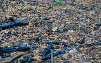 Una foresta in Ucraina