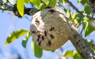 Asian Hornet (Vespa velutina) - nest in a Walnut tree with Hornets on it.