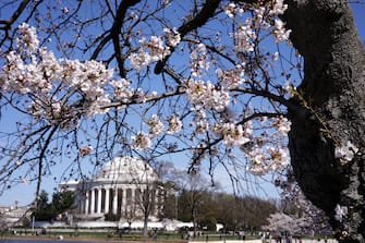 WASHINGTON, DC - MARCH 18: Cherry trees are at full bloom at the Tidal Basin on March 18, 2024 in Washington, DC. The National Park Service announced that it will begin to cut down over 140 Cherry Blossom trees around the Tidal Basin and West Potomac Park in anticipation of construction of an upgraded sea wall to guard against flooding. (Photo by Alex Wong/Getty Images)
