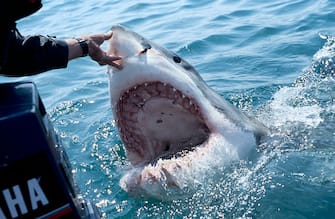 SOUTH AFRICA, ATLANTIC OCEAN - DECEMBER 2007: A great white shark (Carcharodon carcharias) baited by the animal guide, Andre Hartmann, surfaces with an impressive open mouth on December 02, 2007 in Gansbaii, South Africa, Atlantic Ocean. Carcharodon carcharias is notable for its size, with larger female individuals growing to 6.1 m in length. However, most are smaller. Males measure 3.4 to 4.0 m, and females measure 4.6 to 4.9 m on average. (Photo by Alexis Rosenfeld/Getty Images)
