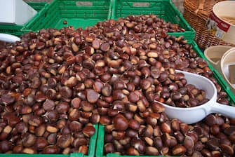 Chestnuts of Monte Amiata for sale in Piancastagnaio,Tuscany, Italy