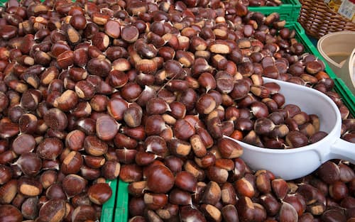 Chestnuts of Monte Amiata for sale in Piancastagnaio,Tuscany, Italy