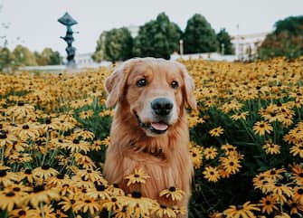 CHICAGO, ILLINOIS, USA: Rufio has a very friendly nature and loves meeting new people. MEET THE adorable golden retriever whose dress-up antics have rocketed him to Instagram stardom with over TWO-HUNDRED-AND-FIFTY-THOUSAND followers. Gorgeous five-year-old golden retriever Rufio, has attracted hundreds of thousands of followers on social media after his owner, Rebecca Mo (34) from Chicago, Illinois, USA, started sharing heart-warming pictures of her pet pooch?s antics online. Rebecca noticed that Rufio, who usually works as a therapy dog visiting patients in hospital when there isn?t a global pandemic, loved meeting new people when they were going about their daily life and saw how much people?s faces lit up at the sight of him so decided to train him as a therapy dog. It?s this gentle nature that has garnered Rufio 251K followers on Instagram, where Rebecca not only shares video clips of his day job but also what the friendly canine gets up to on his days off. Cute pictures show Rufio taking part in a spot of light reading, dressed up as Harry Potter as well as an astronaut and taking a well-deserved snooze on the sofa. Mediadrumworld/ @livingthatgoldenlife