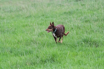 Australian kelpie