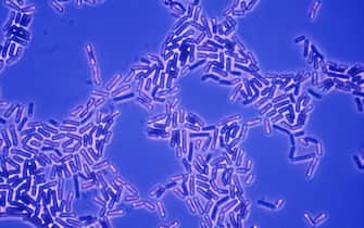 Bacilli bacteria under magnification.