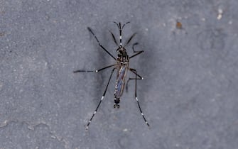 Adult Yellow Fever Mosquito of the species Aedes aegypti