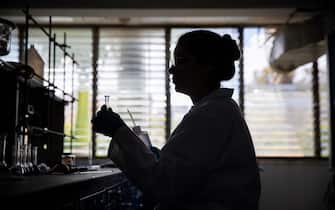 epa10552783 A chemist performs a procedure in a laboratory at the Central University of Venezuela (UCV), in Caracas, Venezuela, 22 March 2023 (issued 31 March 2023). A revolutionary idea has emerged from the restless mind of a young chemist: to turn shrimp shells into a low-cost healing agent. Sofia Salazar leads a team of researchers that makes this advance possible, with which she considers science shows its power and validity in Venezuela. With the flagship national products and materials as accessible as cassava starch, shrimp peels or banana leaves, she works on the formulation of glue, already on the market, a healing product and cellulose.  EPA/RAYNER PENA R