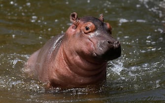 epa09351423 A view of a baby hippo in a pond at the Guadalajara Zoo, Jalisco state, Mexico, 17 July 2021. A male river hippo (Hippopotamus amphibius), of approximately 30 kilos and born on 27 June 2021 at 8 months of gestation, is the great attraction of the Guadalajara Zoo.  EPA/Francisco Guasco