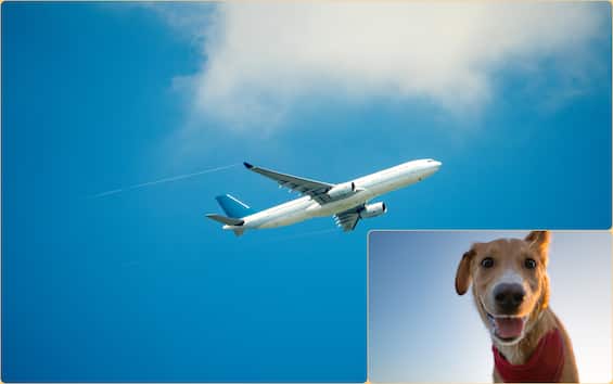 Cani e gatti in aereo, anche i più grandi potranno viaggiare in cabina: le nuove regole Cani e gatti in aereo, anche i più grandi potranno viaggiare in cabina: le nuove regole