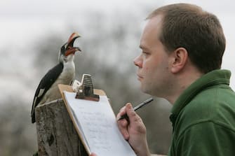 GB: INVENTARIO ALLO ZOO DI LONDRA Zookeeper Darren Jordan counts a Von Der Deckens Hornbill during the annual stocktake of the animals at London Zoo, in Regent's Park, north London, Friday 13 January 2005.   ANSA / GEOFF CADDICK / PAL