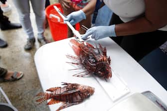 epa07027398 A person weighs and measures a lionfish, whose scientific name is 'Pterois antennata', during a fishing tournament held in the Caribbean town of Portobelo, 90km north of Panama City, Panama, 16 September 2018 (issued 17 September 2018). Lionfish (Pterois) ae venomous fish that feed on various preys of small fish and invertebrates, with few known natural predators. The so-called 'pirate of the Caribbean' because it is decimating the population of hundreds of species in the waters of this sea. Lionfish is one of the most complex environmental challenges of recent years and fishing tournaments have become a fun solution to combat it.  EPA/CARLOS LEMOS