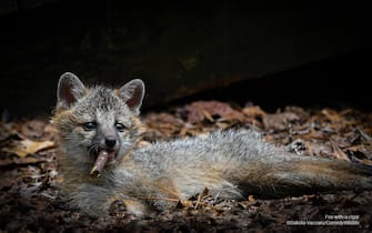 The Comedy Wildlife Photography Awards 2023
Dakota Vaccaro
Victor
United States

Title:"Excuse me sir but I think you're a little too young to be smoking".
Description:  While I was working deep in the Virginian woods, a family of grey foxes took up residence under the deck of the abandoned cottage next to my work housing. One day while practicing their hunting skills on bits of moss and branches, one of the kits lunged at a small chunk of wood and started rolling around with his prize. Tired after his hunt the kit lounged on his belly still holding the wood in his mouth which gave the strong resemblance of a cigar. I was very envious of the kit at this moment cause who wouldn't want to just lay around all day relaxing.
Animal: Grey Fox
Location of shot: Virginia, USA