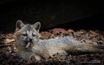 The Comedy Wildlife Photography Awards 2023
Dakota Vaccaro
Victor
United States

Title:"Excuse me sir but I think you're a little too young to be smoking".
Description:  While I was working deep in the Virginian woods, a family of grey foxes took up residence under the deck of the abandoned cottage next to my work housing. One day while practicing their hunting skills on bits of moss and branches, one of the kits lunged at a small chunk of wood and started rolling around with his prize. Tired after his hunt the kit lounged on his belly still holding the wood in his mouth which gave the strong resemblance of a cigar. I was very envious of the kit at this moment cause who wouldn't want to just lay around all day relaxing.
Animal: Grey Fox
Location of shot: Virginia, USA