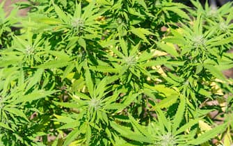 Cannabis (Marijuana) plant growing in Durban, KwaZulu-Natal, South Africa