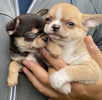 Due cuccioli di cane