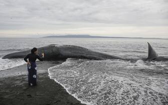 BALI, INDONESIA - APRIL 05: A woman takes photo of the carcass of stranded sperm whale in Yeh Malet Beach, Karangasem, Bali, Indonesia on April 05, 2023. The 18,2 meter long young sperm whale beached on shallow water in Bali after has been pushed back to the sea this morning by locals and officers. The carcass still remain on the beach while waiting to be buried on the shore. (Photo by Johannes P. Christo/Anadolu Agency via Getty Images)