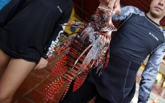 epa07027395 A man shows a specimen of lionfish, whose scientific name is 'Pterois antennata', during a fishing tournament held in the Caribbean town of Portobelo, 90km north of Panama City, Panama, 16 September 2018 (issued 17 September 2018). Lionfish (Pterois) ae venomous fish that feed on various preys of small fish and invertebrates, with few known natural predators. The so-called 'pirate of the Caribbean' because it is decimating the population of hundreds of species in the waters of this sea. Lionfish is one of the most complex environmental challenges of recent years and fishing tournaments have become a fun solution to combat it.  EPA/CARLOS LEMOS