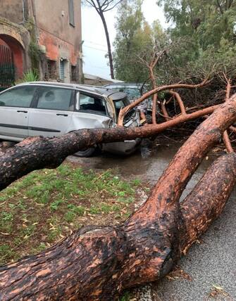 Nel Comune di Fiumicino, sul litorale romano, il maltempo ha colpito nel pomeriggio in particolare la zona nord del territorio. Secondo le prime informazioni, a causa di una tromba d'aria, molti alberi ed altre strutture come gazebo sono caduti nella zona del borgo di Testa di Lepre, danneggiando anche delle vetture. Stanno intervenendo, per rimuovere le alberature, come avvenuto già su via di Casal Sant'Angelo, i vigili del fuoco, i volontari della protezione civile e la polizia locale. 
ANSA/UFFICIO STAMPA COMUNE DI FIUMICINO
+++ ANSA PROVIDES ACCESS TO THIS HANDOUT PHOTO TO BE USED SOLELY TO ILLUSTRATE NEWS REPORTING OR COMMENTARY ON THE FACTS OR EVENTS DEPICTED IN THIS IMAGE; NO ARCHIVING; NO LICENSING +++ NPK +++