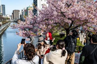 People take pictures with the Kawazu cherry blossom trees, one of the earliest blooming cherry blossoms in Japan, in Tokyo's Sumida district on March 11, 2024. (Photo by Philip FONG / AFP) (Photo by PHILIP FONG/AFP via Getty Images)