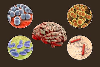 Causes of bacterial meningitis, computer illustration. Neisseria meningitidis, Streptococcus pneumoniae, Haemophilus influenzae and Listeria monocytogenes bacteria, the main causative agents of bacterial meningitis.