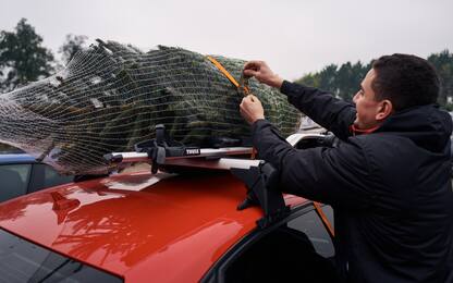 CAMBRIDGE, ENGLAND - NOVEMBER 28:  A Christmas tree is strapped to the roof of a car at the Cambridge Christmas Tree Experience on November 28, 2020 in Cambridge, England. The family run farm has been growing trees for over thirty years, allowing you to walk around their plantation and select your very own freshly cut tree. This year special measures were in place to keep families safely socially distanced while selecting and purchasing their trees. (Photo by Gareth Cattermole/Getty Images)