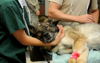 Un cane dal veterinario