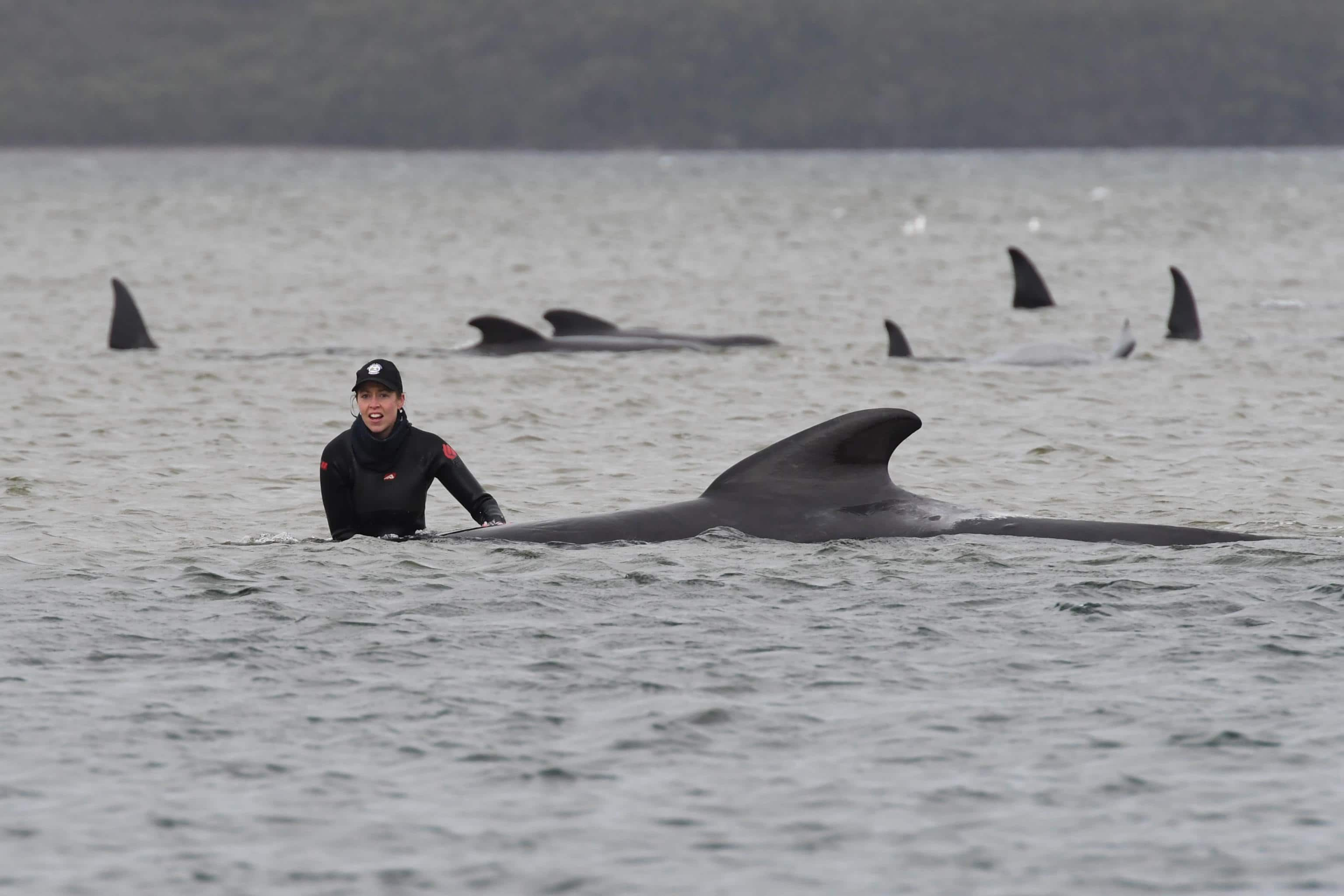 epaselect epa08687623 A person stands next to a stranded pilot whale at Macquarie Harbour, Tasmania, Australia, 22 September 2020. A large rescue mission to save approximately 270 pilot whales has begun. According to reports 90 whales have perished.  EPA/BRODIE WEEDING / POOLL AUSTRALIA AND NEW ZEALAND OUT