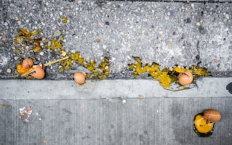 Broken eggs on the sidewalk in New York on Monday, April 6, 2020. Wholesale egg prices have shot up, tripling, due to consumerâ€™s demand for the product while remaining home during the COVID-19 pandemic. (ÂPhoto by Richard B. Levine)