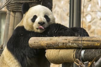 A giant panda takes a bath at Jinan Zoo, Jinan City, east China's Shandong Province, 5 March, 2023. (Photo by ChinaImages/Sipa USA)
