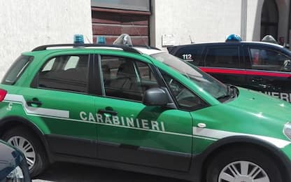 Caserta, teneva nel box auto esemplari di pitoni, pappagalli e cani