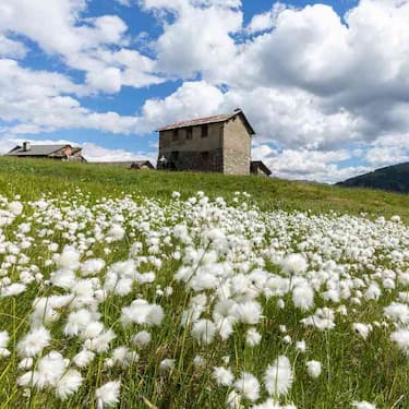 fioriture_valtellina