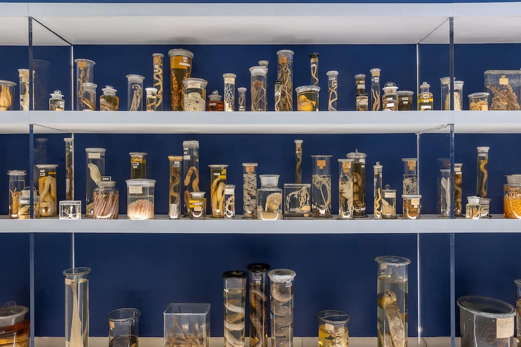 Elogio della diversità. Viaggio negli ecosistemi italiani, Palazzo Esposizioni Roma, 27.11.24 - 30.03 25 © Azienda Speciale Palaexpo / Alberto Novelli