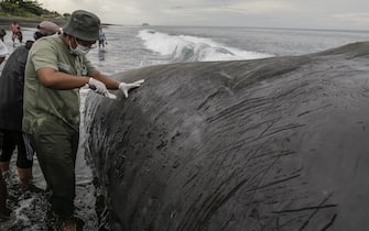 BALI, INDONESIA - APRIL 05: A veterinarian tries to examine the carcass of stranded sperm whale in Yeh Malet Beach, Karangasem, Bali, Indonesia on April 05, 2023. The 18,2 meter long young sperm whale beached on shallow water in Bali after has been pushed back to the sea this morning by locals and officers. The carcass still remain on the beach while waiting to be buried on the shore. (Photo by Johannes P. Christo/Anadolu Agency via Getty Images)