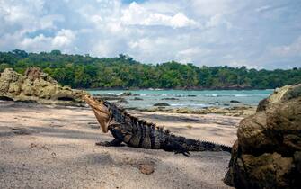 Black spiny-tailed iguana (Ctenosaura similis) - Playa Manuel Antonio, Manuel Antonio National Park - Quepos, Costa Rica