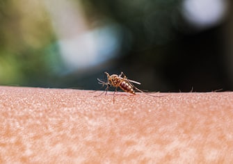 An adult female Anopheles mosquito bites a human body to begin its blood meal at Tehatta, West Bengal; India on 24/02/2023. Part of the genus Anopheles, the mosquitoes are capable of carrying and transmitting one of the five single-celled parasite species that cause malaria. Researchers looked at a dataset spanning from 1898 to 2016 and found malaria-carrying Anopheles mosquitoes' territory grew southward by an average of about 310 miles during that 118-year time span. According to WHO's latest World malaria report, there were an estimated 241 million malaria cases and 627 000 malaria deaths worldwide in 2020.  (Photo by Soumyabrata Roy/NurPhoto via Getty Images)
