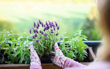 La lavanda