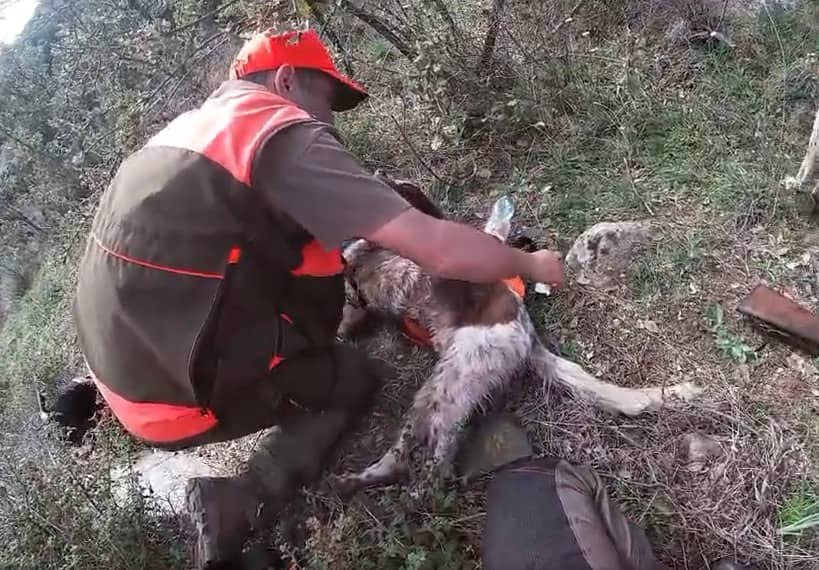 Il cane salvato a Nuoro.