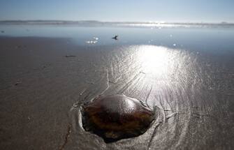 USA NATURE LIONS MANE JELLYFISH