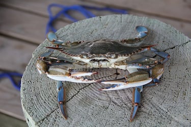 blue-crab-pixabay