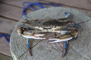 blue-crab-pixabay