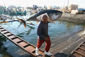 GENERAL SANTOS, PHILIPPINES - JULY 04: A fish porter is seen carrying fresh tuna in the tuna producing area of General Santos City on July 4, 2009 in the Philippines. The Philippines is a globally important tuna producing area, ranked 7th in the world and with an annual value of PHP6 billion, a large portion of the PHP50 billion made annually by the country's fishing industry as a whole. However, the effects of rising oil prices, the global financial crisis, global warming and over-fishing are all contributing to daily catch volumes reducing. Filipino officials are pushing for policies to emulate those brought in by the European Union to stop such over-fishing, reducing quotas allowed. The tuna fishing industry supports around 75,000 jobs locally, and exports to countries including the USA, Japan and Europe. (Photo by Jeoffrey Maitem/Getty Images)